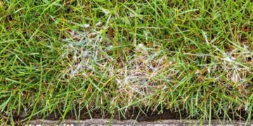 Lawn Diseases