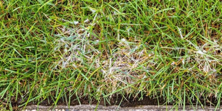 Lawn Diseases