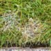 Lawn Diseases