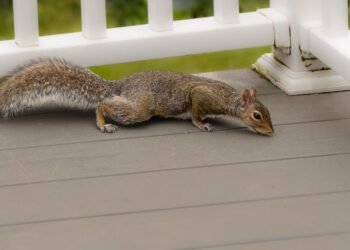 squirrel removal houston