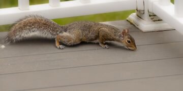 squirrel removal houston