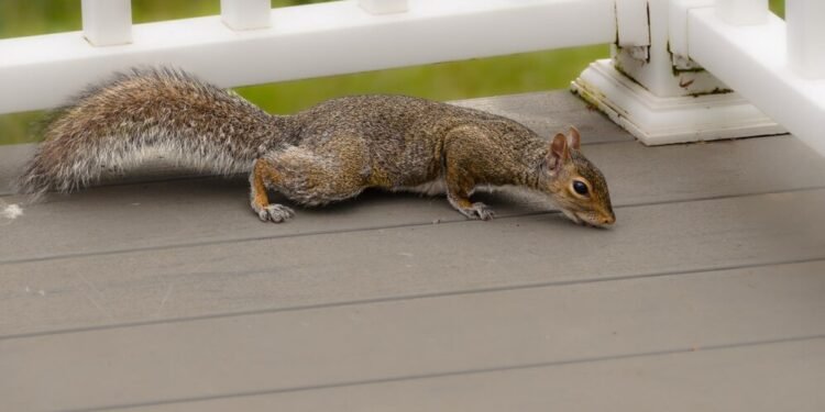 squirrel removal houston