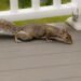 squirrel removal houston